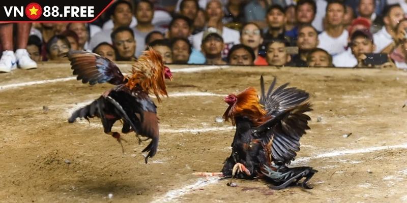 Hình thức đá gà Mỹ